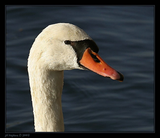 Labutí portrét