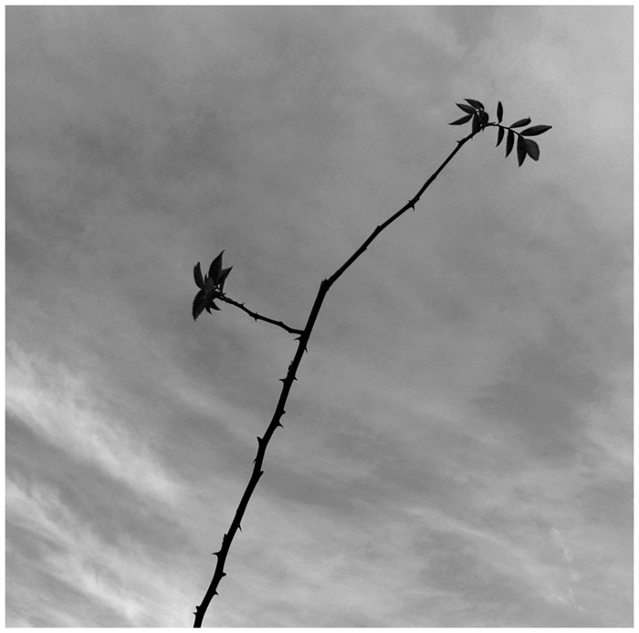 <b>- black rose -</b>