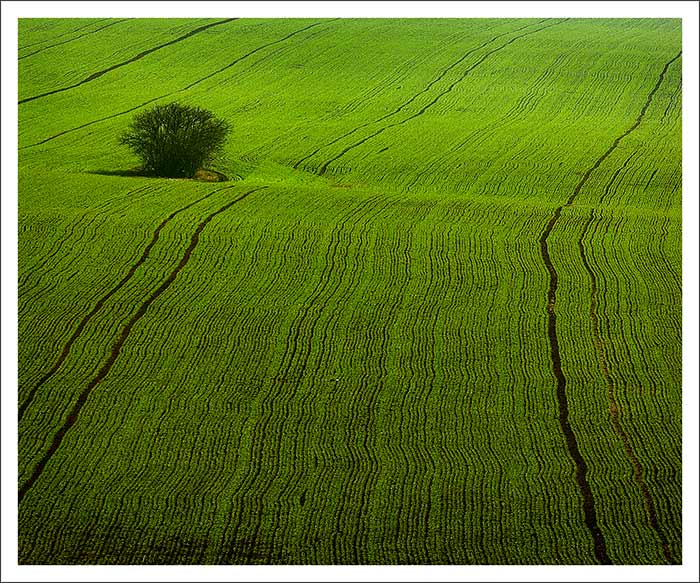 <b> - fresh green -</b>