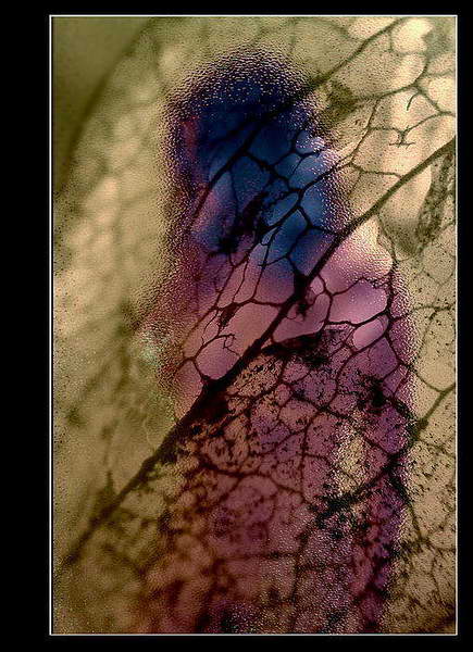 veiled . . .