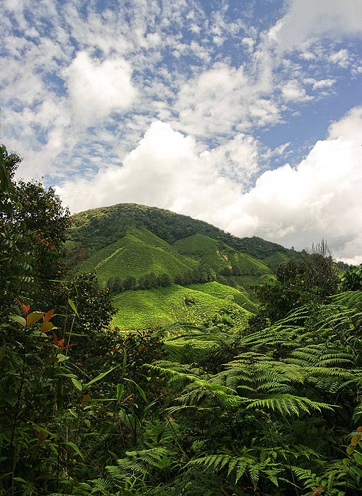 Cameronova vysočnina