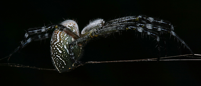 Web Runner