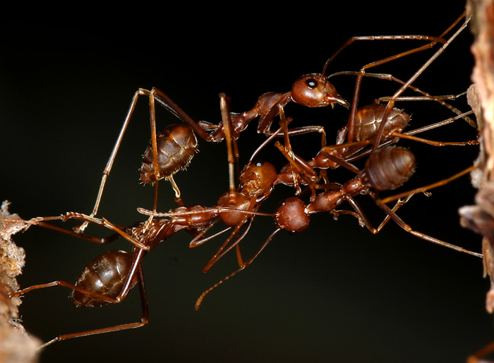 Mravenci dělají most