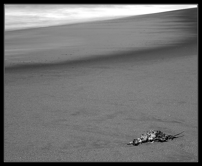 End of way...<br>(Zmudowski beach - Moss Landing, California)
