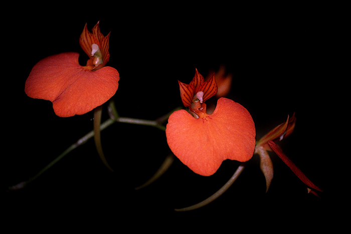Orchidej II.
