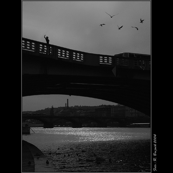  <B>KOCOUŘÍ PTÁKOVKA...</B>