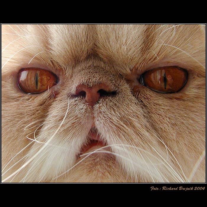 <B>....PROSTĚ KOCOUR...</B>