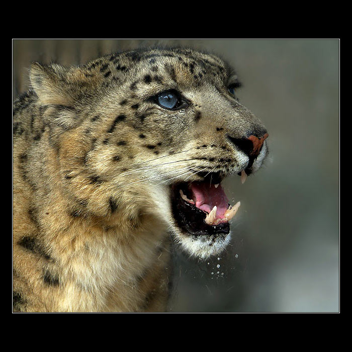 <b>.."JSEM PŘÍTULNÁ KOČIČKA"..