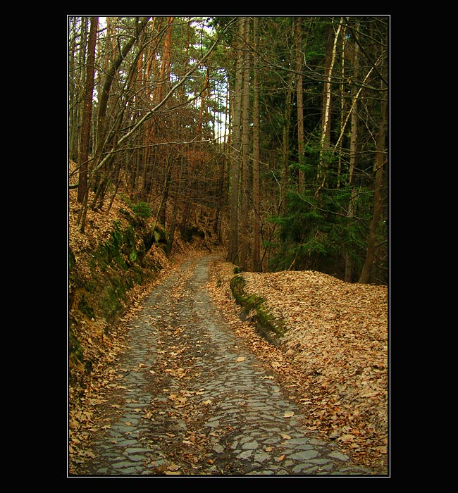 Ještě jedna lesní ...