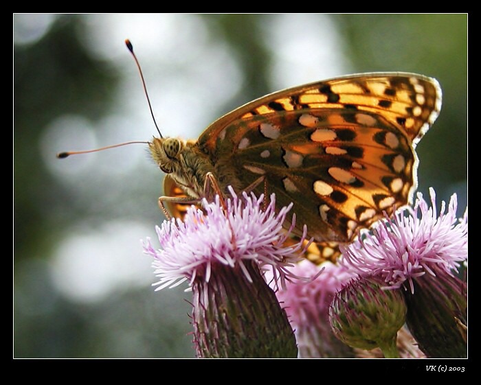 <b>...jarní kurýr...</b>