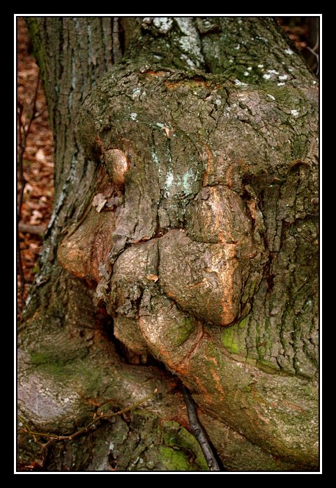 Zdřevěněl ...