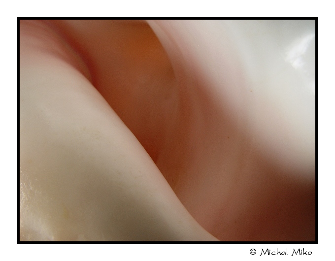 The Conch
