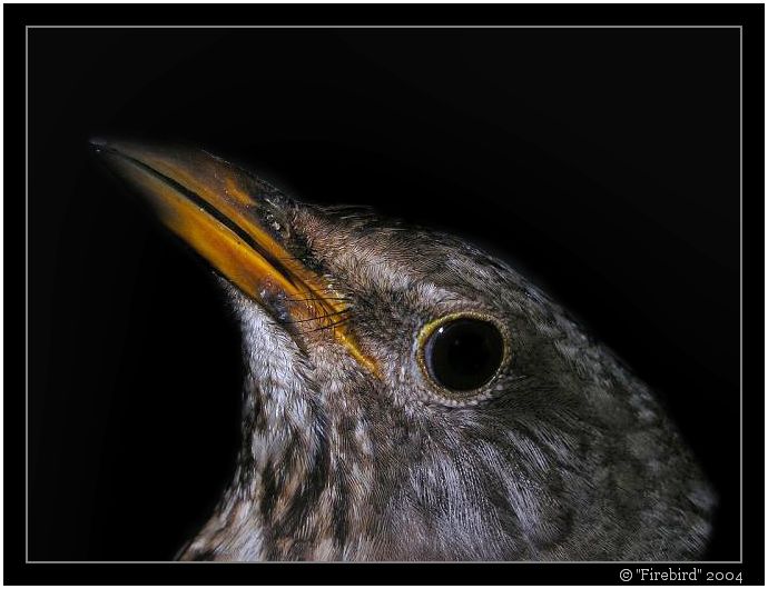 Ptáček jarabáček :-) #2