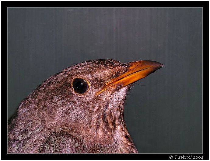 <B>Ptáček jarabáček :-) #3 (last)</B>