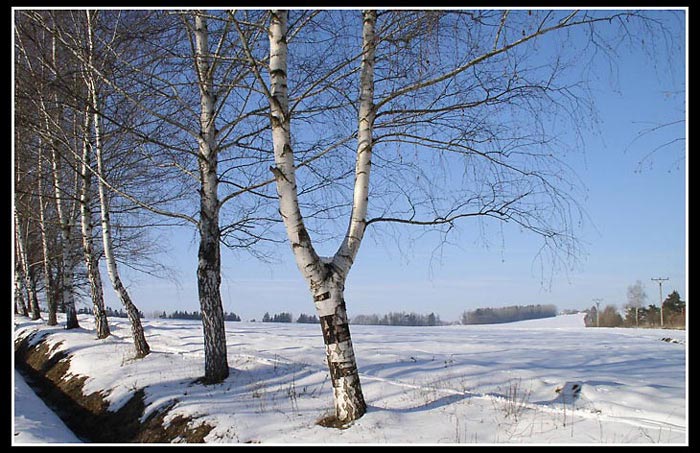 Břízy