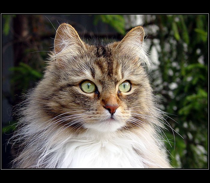 Lucie III.