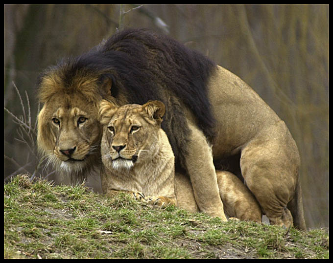 Royal sex