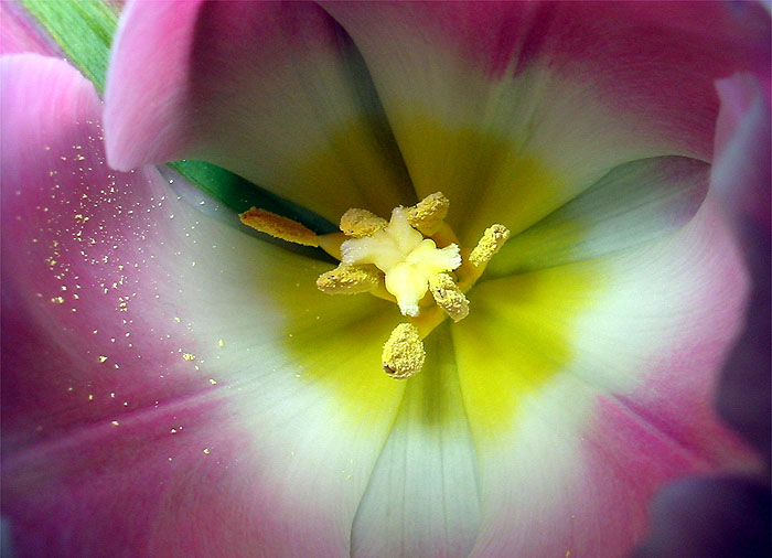 Tulipán