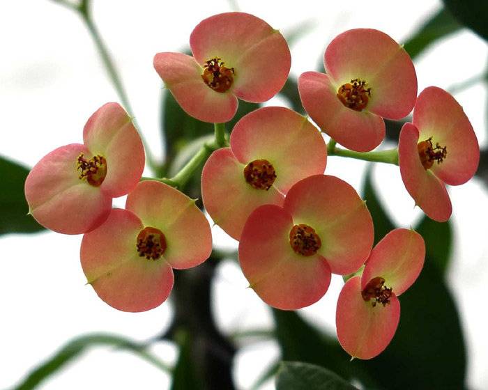 Květenství - Euphorbia milii (trnová koruna)