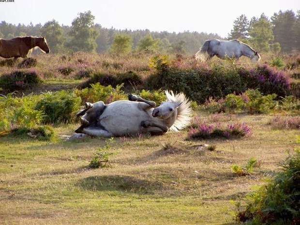 wild horse