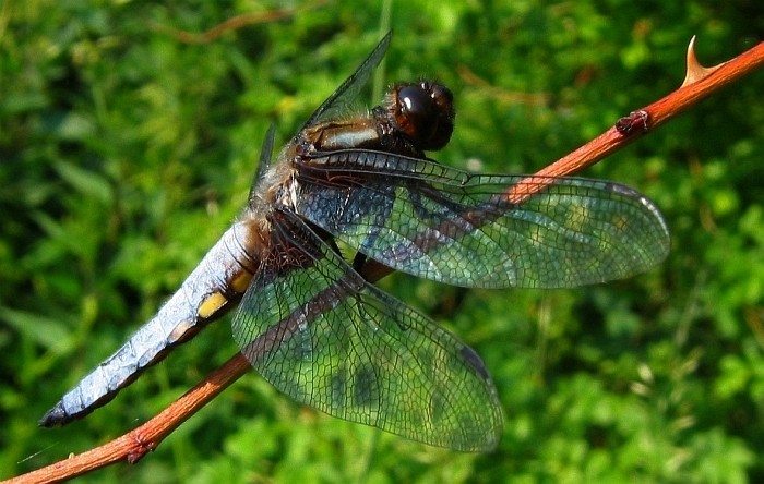 Libellula depressa II