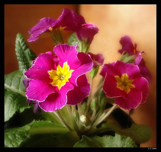 Mrs Be In Bloom