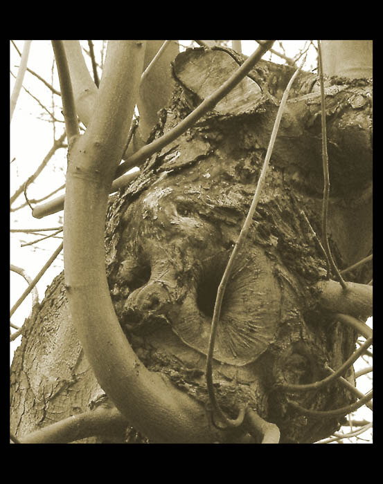 Zakletý strom