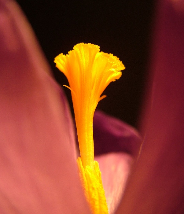 Macrocrocus