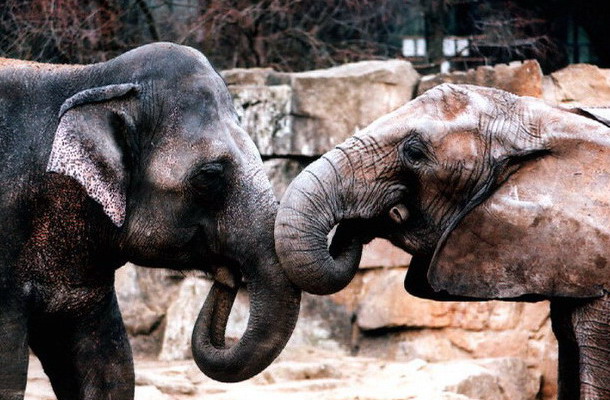 ZOO Praha