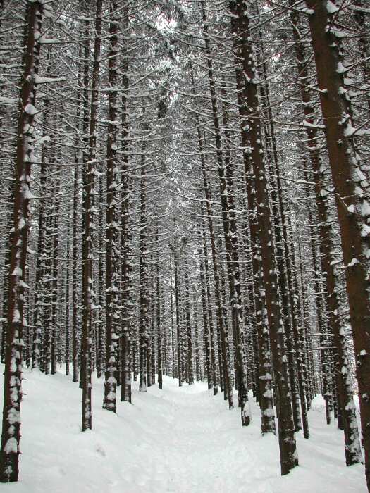 Cesta lesem
