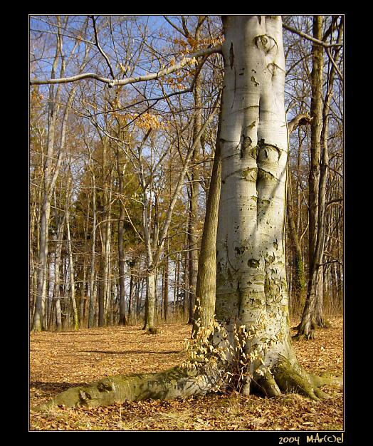 dnešní ráno z zámeckém parku v HLuboké nad Vltavou