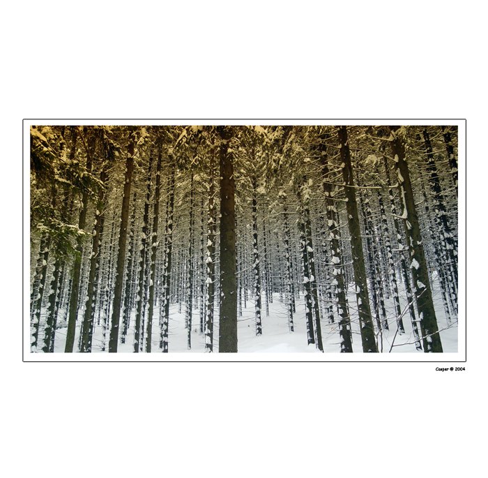 Lesík Rovnoběžný