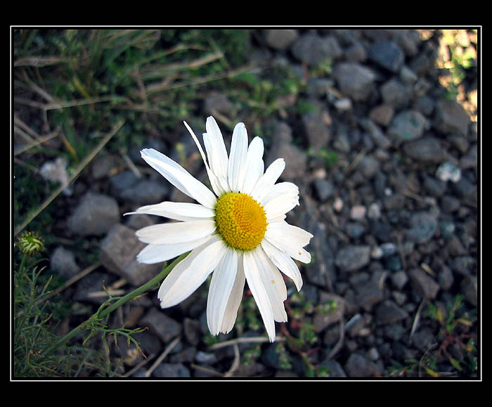 ox-eye daisy