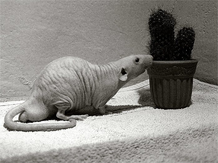 <b> Nahatej Ginek a chlupatej kaktus :) </b>