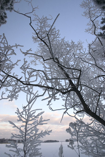Zamrzle jezero a stromy
