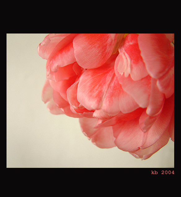 Tulip