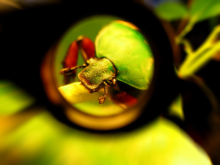 Eudicella smithi betherandi