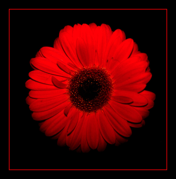 Gerbera