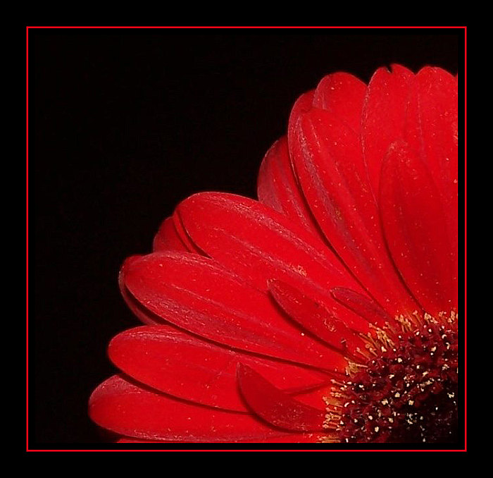 Gerbera II.