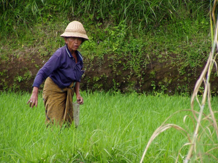 v rýžovém políčku...