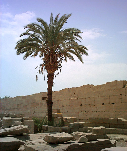 osamela