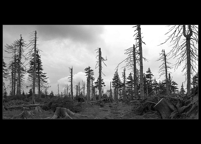Dead Wood