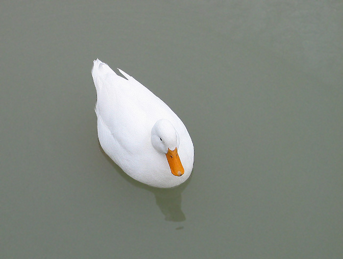 Kachna von Neusiedl am See