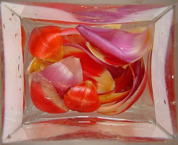 tulipányII