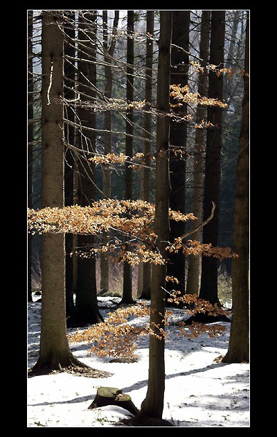 jaro přichází II
