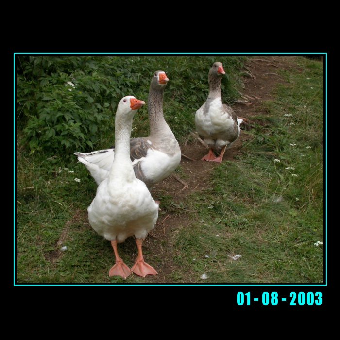 top models