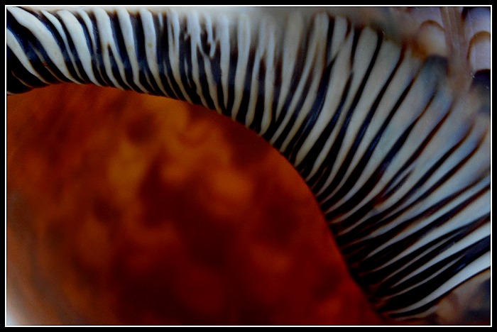Charonia tritonis - pohled dovnitř