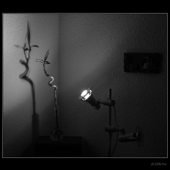 <B>**Lucky Bamboo**</B>