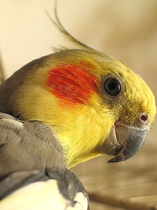 Pipo