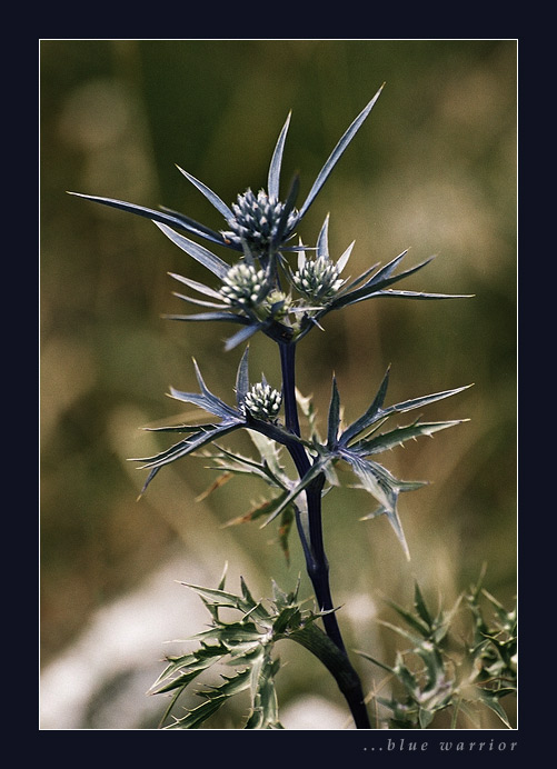...blue warrior...
